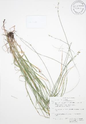  (Carex rosea - RBG-Blitz 034)  @11 [ ] Copyright (2009) Steven Newmaster University of Guelph BIO Herbarium