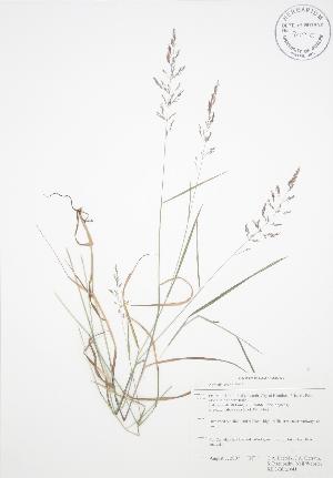  ( - RBG-Blitz 041)  @11 [ ] Copyright (2009) Steven Newmaster University of Guelph BIO Herbarium