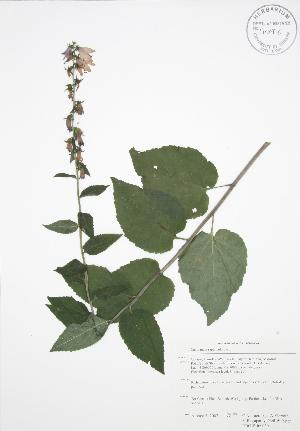  ( - RBG-Blitz 050)  @11 [ ] Copyright (2009) Steven Newmaster University of Guelph BIO Herbarium