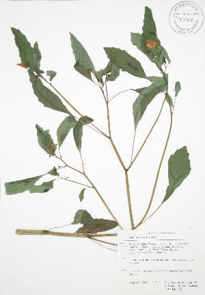  (Impatiens capensis - RBG-Blitz 051)  @11 [ ] Copyright (2009) Steven Newmaster University of Guelph BIO Herbarium