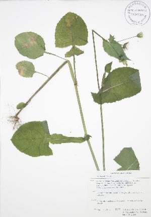  ( - RBG-Blitz 054)  @11 [ ] Copyright (2009) Steven Newmaster University of Guelph BIO Herbarium