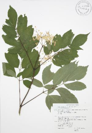  ( - RBG 097)  @11 [ ] Copyright (2009) Steven Newmaster University of Guelph BIO Herbarium
