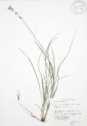  ( - RBG 077)  @11 [ ] Copyright (2009) Steven Newmaster University of Guelph BIO Herbarium