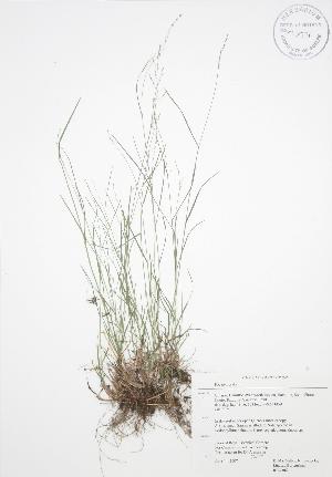  ( - RBG 062)  @11 [ ] Copyright (2009) Steven Newmaster University of Guelph BIO Herbarium
