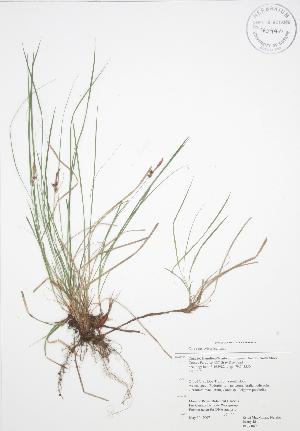  (Carex pensylvanica - RBG 049)  @11 [ ] Copyright (2009) Steven Newmaster University of Guelph BIO Herbarium