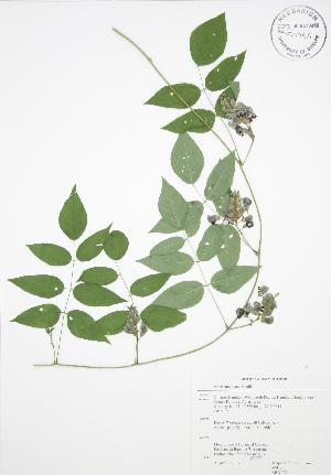  ( - RBG 177)  @11 [ ] Copyright (2009) Steven Newmaster University of Guelph BIO Herbarium