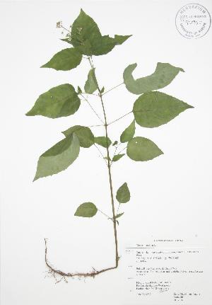  ( - RBG 102)  @11 [ ] Copyright (2009) Steven Newmaster University of Guelph BIO Herbarium