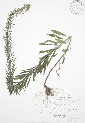  ( - RBG 119)  @11 [ ] Copyright (2009) Steven Newmaster University of Guelph BIO Herbarium