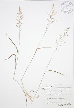  ( - RBG-Blitz 025)  @11 [ ] Copyright (2009) Steven Newmaster University of Guelph BIO Herbarium