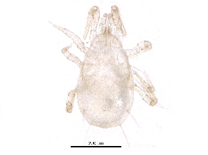  (Amblyseius sp. JCS13 - BIOUG07899-E03)  @12 [ ] CreativeCommons - Attribution (2014) CBG Photography Group Centre for Biodiversity Genomics