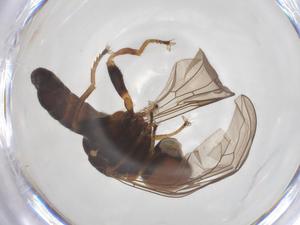  ( - BIOUG07904-E10)  @11 [ ] CreativeCommons - Attribution Share - Alike (2025) Centre for Biodiversity Genomics Centre for Biodiversity Genomics