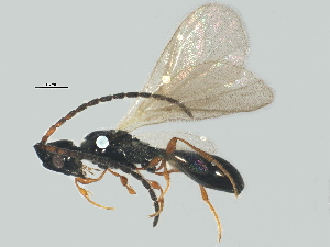  (Coptera cingulatae - BIOUG07941-B04)  @13 [ ] CreativeCommons - Attribution (2014) CBG Photography Group Centre for Biodiversity Genomics