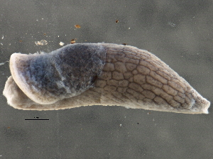  ( - BIOUG08048-F10)  @13 [ ] CreativeCommons - Attribution (2013) CBG Photography Group Centre for Biodiversity Genomics