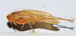  ( - 201501-5A)  @12 [ ] CreativeCommons - Attribution (2010) Zhi-Jun Zhou Centre for Biodiversity Genomics