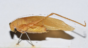  ( - 201501-6A)  @12 [ ] CreativeCommons - Attribution (2010) Zhi-Jun Zhou Centre for Biodiversity Genomics