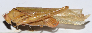  ( - 201503-11E)  @11 [ ] CreativeCommons - Attribution (2010) Zhi-Jun Zhou Centre for Biodiversity Genomics