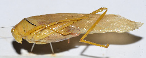  ( - 201503-7G)  @11 [ ] CreativeCommons - Attribution (2010) Zhi-Jun Zhou Centre for Biodiversity Genomics