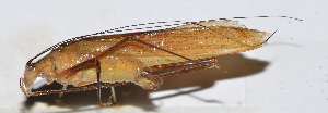  ( - 201504-10G)  @12 [ ] CreativeCommons - Attribution (2010) Zhi-Jun Zhou Centre for Biodiversity Genomics