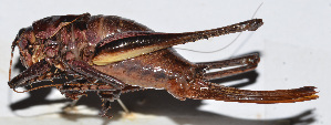  ( - 201504-11A)  @12 [ ] CreativeCommons - Attribution (2010) Zhi-Jun Zhou Centre for Biodiversity Genomics
