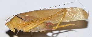  ( - 201504-1H)  @11 [ ] CreativeCommons - Attribution (2010) Zhi-Jun Zhou Centre for Biodiversity Genomics