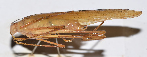  ( - 201504-6H)  @12 [ ] CreativeCommons - Attribution (2010) Zhi-Jun Zhou Centre for Biodiversity Genomics