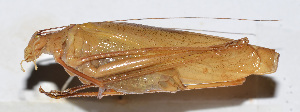  ( - 201504-8B)  @12 [ ] CreativeCommons - Attribution (2010) Zhi-Jun Zhou Centre for Biodiversity Genomics