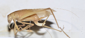  (Ducetia sp. 7 - 201505-11H)  @12 [ ] CreativeCommons - Attribution (2010) Zhi-Jun Zhou Centre for Biodiversity Genomics
