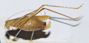  (Ducetia sp. 5 - 201505-4A)  @12 [ ] CreativeCommons - Attribution (2010) Zhi-Jun Zhou Centre for Biodiversity Genomics