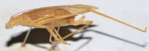  (Ducetia sp. 9 - 201505-6H)  @12 [ ] CreativeCommons - Attribution (2010) Zhi-Jun Zhou Centre for Biodiversity Genomics