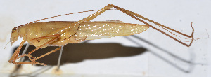  ( - 201505-8D)  @12 [ ] CreativeCommons - Attribution (2010) Zhi-Jun Zhou Centre for Biodiversity Genomics