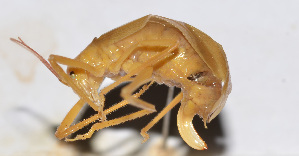 (Ducetia sp. 8 - 201505-9F)  @12 [ ] CreativeCommons - Attribution (2010) Zhi-Jun Zhou Centre for Biodiversity Genomics