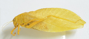  (Paraxantia huangshanensis - 20150521025)  @13 [ ] CreativeCommons - Attribution (2010) Zhi-Jun Zhou Centre for Biodiversity Genomics