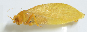  ( - 20150521033)  @13 [ ] CreativeCommons - Attribution (2010) Zhi-Jun Zhou Centre for Biodiversity Genomics