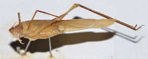 (Ducetia sp - 201506-10A)  @11 [ ] CreativeCommons - Attribution (2010) Zhi-Jun Zhou Centre for Biodiversity Genomics