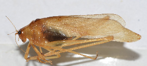  (Ducetia triramosa - 20150914008)  @13 [ ] CreativeCommons - Attribution (2010) Zhi-Jun Zhou Centre for Biodiversity Genomics