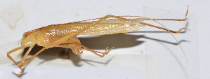  (Ducetia sp. 6 - 201511-10E)  @13 [ ] CreativeCommons - Attribution (2010) Zhi-Jun Zhou Centre for Biodiversity Genomics