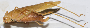  ( - 201511-3G)  @13 [ ] CreativeCommons - Attribution (2010) Zhi-Jun Zhou Centre for Biodiversity Genomics
