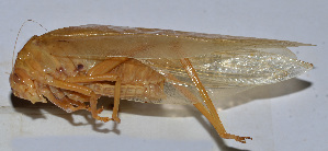  (Paraxantia parasinica - 201512-2D)  @13 [ ] CreativeCommons - Attribution (2010) Zhi-Jun Zhou Centre for Biodiversity Genomics