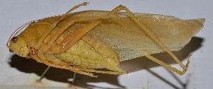  ( - 201512-3G)  @12 [ ] CreativeCommons - Attribution (2010) Zhi-Jun Zhou Centre for Biodiversity Genomics