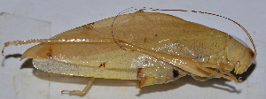  ( - 201512-6F)  @12 [ ] CreativeCommons - Attribution (2010) Zhi-Jun Zhou Centre for Biodiversity Genomics