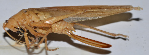  ( - 201512-7B)  @12 [ ] CreativeCommons - Attribution (2010) Zhi-Jun Zhou Centre for Biodiversity Genomics