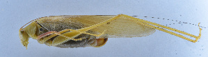  ( - 201601-1B)  @12 [ ] CreativeCommons - Attribution (2010) Zhi-Jun Zhou Centre for Biodiversity Genomics