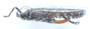  ( - 201601-1D)  @12 [ ] CreativeCommons - Attribution (2010) Zhi-Jun Zhou Centre for Biodiversity Genomics