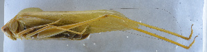  ( - 201601-2A)  @12 [ ] CreativeCommons - Attribution (2010) Zhi-Jun Zhou Centre for Biodiversity Genomics