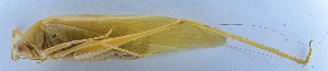  (Holochlora - 201601-3B)  @13 [ ] CreativeCommons - Attribution (2010) Zhi-Jun Zhou Centre for Biodiversity Genomics