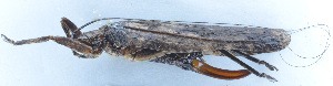  ( - 201601-3D)  @12 [ ] CreativeCommons - Attribution (2010) Zhi-Jun Zhou Centre for Biodiversity Genomics