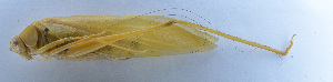  ( - 201601-4A)  @12 [ ] CreativeCommons - Attribution (2010) Zhi-Jun Zhou Centre for Biodiversity Genomics
