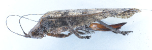  ( - 201601-6B)  @12 [ ] CreativeCommons - Attribution (2010) Zhi-Jun Zhou Centre for Biodiversity Genomics