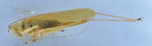  ( - 201601-7D)  @13 [ ] CreativeCommons - Attribution (2010) Zhi-Jun Zhou Centre for Biodiversity Genomics