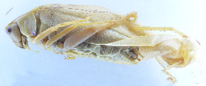  ( - 201602-1E)  @12 [ ] CreativeCommons - Attribution (2010) Zhi-Jun Zhou Centre for Biodiversity Genomics